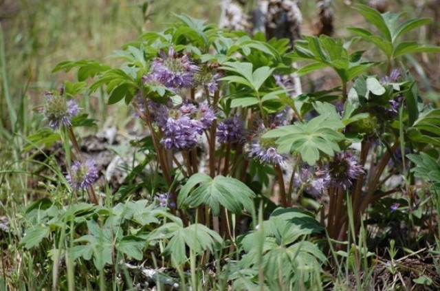 Hydrophyllum capitatum